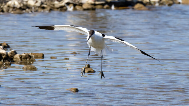 Close up of Pied avocet (Recurvirostra avosetta) landing over water