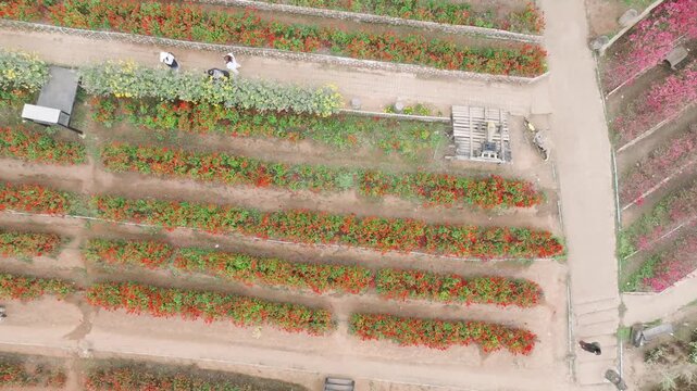 Top Shot Rising Over Flower Garden &ndash; Rao Dok Lom Lhao Community Garden