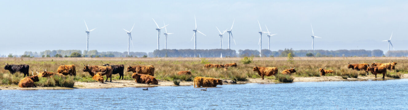 A herd of free roaming Heck cattle on the isle of Tiengemeten, a Natura 2000 nature reserve in the Netherlands; wind turbines fill the horizon 