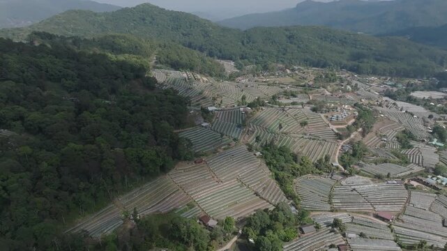 Rising Shot of Rice Cultures Under Greenhouse &ndash; Mae Cham Mountains