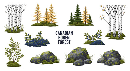 Illustrated elements of a Canadian forest including birch and coniferous trees berry bushes mossy rocks and shrubs © Faisal