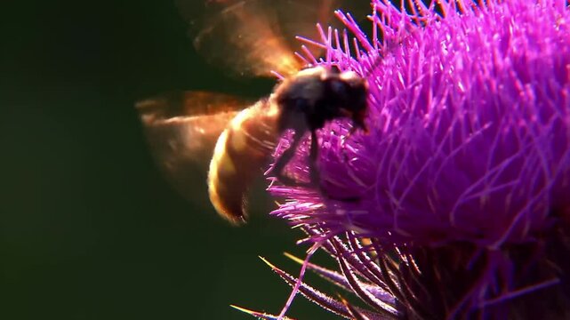 bee on a flower