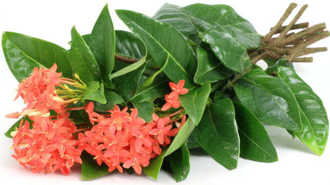 Bouquet of red ixora flowers with green leaves cut flower plant life flower cluste