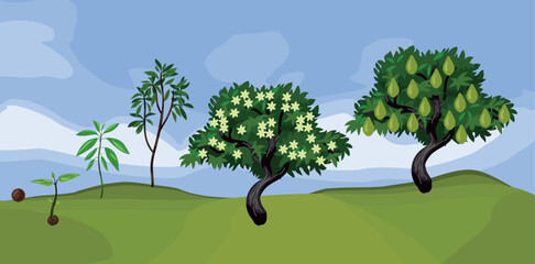 Fototapeta premium Avocado tree growth stages from seed to fruit harvesting in garden landscape