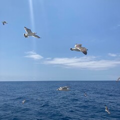 Naklejka premium Seagull Spreading Wings and Flying Over Blue Sea and Mountains