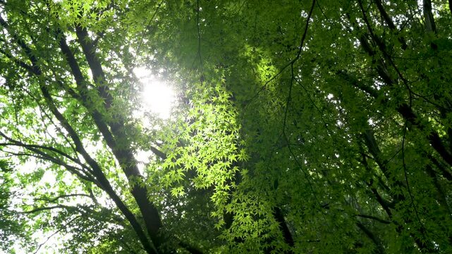 Sun rays through the maple leaves in the forest.