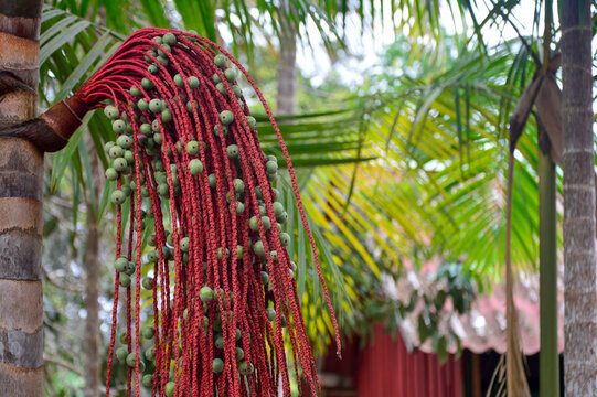 Bacaba-a&ccedil;u (Oenocarpus bacaba)