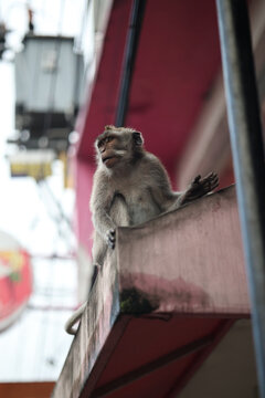 monkey on a roof