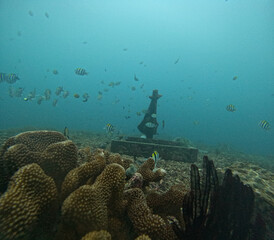 diver and coral reef © Miles Woodworth