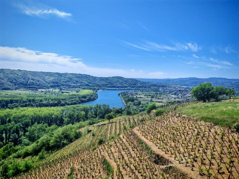 Vineyards overlooking the Rhone river valley and Condrieu town under a clear summer sky. Region Auvergne Rhone Alpes