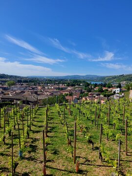 Vineyards overlooking the Rhone river valley and Condrieu town under a clear summer sky. Region Auvergne Rhone Alpes