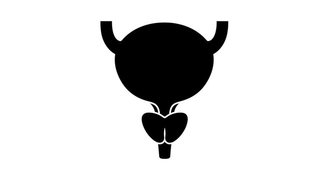 Black silhouette icon of human male bladder and prostate anatomy.