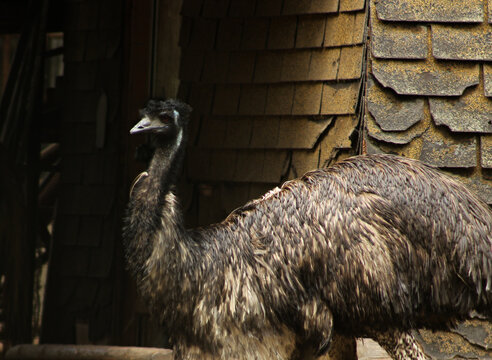 Emu standing near rustic wooden building wall