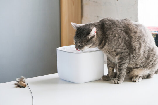 Cat drinking from automatic water dispenser fountain