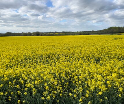 Stunning landscape rape seed beautiful yellow flower plant growing in agricultural farm land field in rural Norfolk late Spring early Summer with cloudy grey blue sky and horizon trees scene