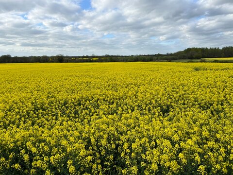 Stunning landscape rape seed beautiful yellow flower plant growing in agricultural farm land field in rural Norfolk late Spring early Summer with cloudy grey blue sky and horizon trees scene