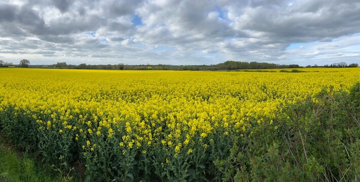 Stunning panoramic view of landscape rape seed beautiful yellow flower plant growing in agricultural farm land field in rural Norfolk late Spring early Summer with cloudy grey blue sky and horizon tre