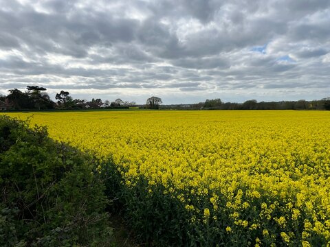 Stunning landscape rape seed beautiful yellow flower plant growing in agricultural farm land field in rural Norfolk late Spring early Summer with cloudy grey blue sky and horizon trees scene