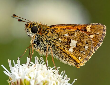 Small orange skipper