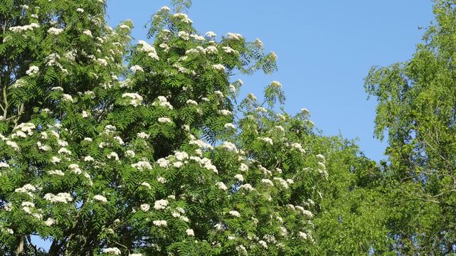 A Rowan or Mountain Ash,Sorbus aucuparia, flowering against a clear blue sky. UK