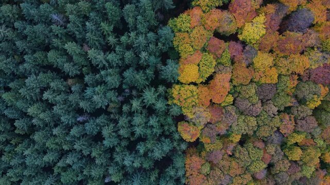 Flying over colorful woodlands next to a agricultural forest in late autmn