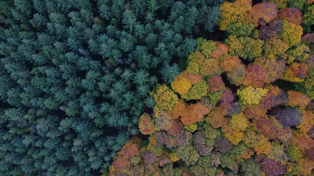Flying over colorful woodlands next to a agricultural forest in late autmn
