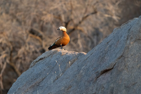 Ruddy Shelduck on a rock illuminated by the morning sun