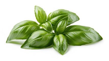 Fototapeta premium Fresh green basil leaves isolated on a white background, for culinary and, healthy cooking concepts