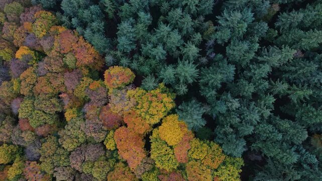 Flying over colorful woodlands next to a agricultural forest in late autmn