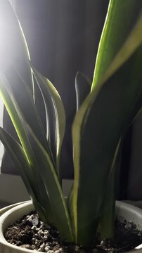 variegated sansevieria leaf glows under dramatic rim light fostering biophilic wellness in moody home