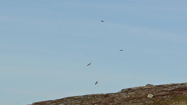 Rough legged buzzards Buteo lagopus flying and interacting in air over Hardangervidda Norway, handheld