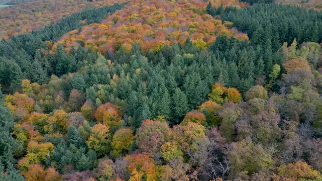 Flying over colorful woodlands next to a agricultural forest in late autmn