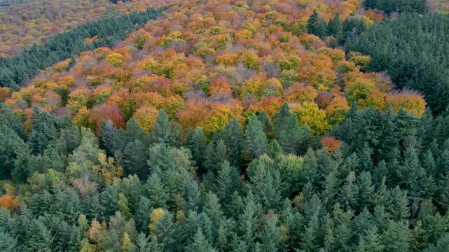Flying over colorful woodlands next to a agricultural forest in late autmn