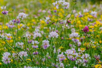 Fototapeta premium Wildflowers bloom in a field during springtime showcasing nature's colors and forms in various arrangements near a rural area