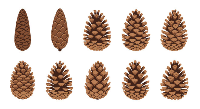 Brown Pine Cones in a Group.