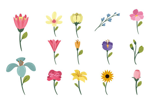 Floral Botanical Illustration Set