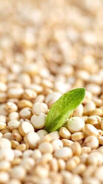 Small sprout and seeds