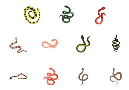 Snakes Illustration Set
