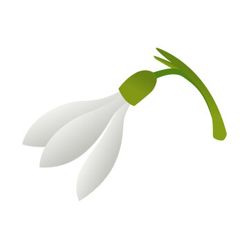 Close up snowdrop flower white petals green stem transparent.