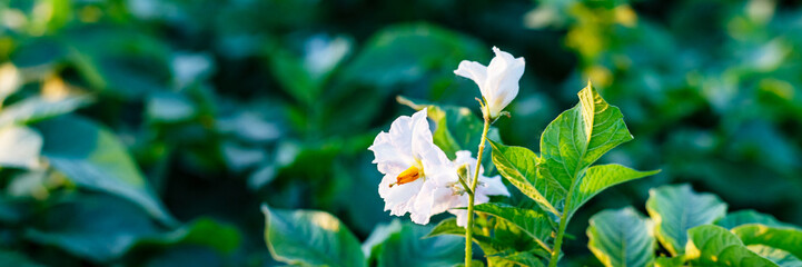 Fototapeta premium White flower blooms in a green field during the daylight hours with clear skies above