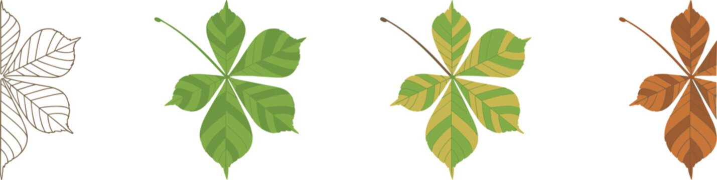 Horse Chestnut Leaf Illustrations Showing Seasonal Color Changes vector illustration