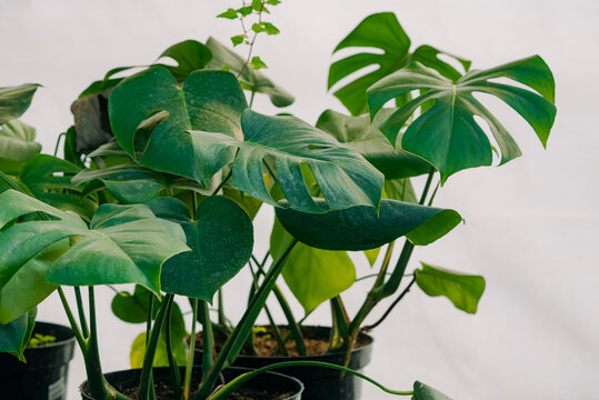 Grouping of vibrant monstera deliciosa plants with iconic split foliage thriving in individual pots, representing growth, botanical beauty, and home gardening