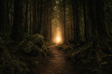 Obraz premium Cinematic Forest Path Landscape with Trees and Sunlight Creating a Calming Cinematic Feeling for Travel and Nature Content