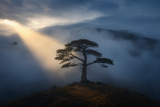 Tree Cinematic Portrait of Single Majestic Silhouette Landscape with Fog and Sun Rays for Dramatic Effect
