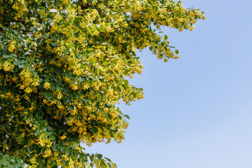 Fototapeta premium Yellow flowers bloom on a tree against a clear blue sky in a sunny outdoor setting during springtime