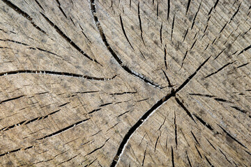 Fototapeta premium Close up of sawn tree trunk with visible growth rings texture