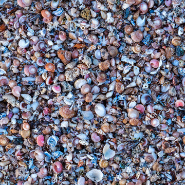 Pebble with Colorful Seashells - Seamless Texture 4K