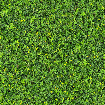 Greenery Leaves Seamless Texture 4K