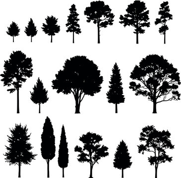 Diverse collection of black tree silhouettes including deciduous conifer cypress shapes for architectural and environmental design silhouette deciduous landscape environment evergreen