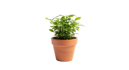 Fototapeta premium Plant isolated on white backgroun